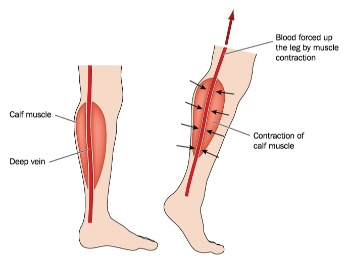 calf blood circulation